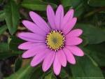 pink flower